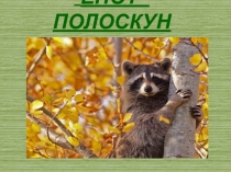 Презентация по окружающему миру. Енот-полоскун.