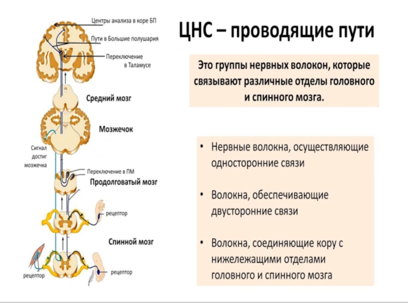 Нисходящий нерв. Типы проводящих путей центральной нервной системы. Проводящие пути ЦНС анатомия в таблицах. Афферентные проводящие пути ЦНС. Проводящие пути ЦНС схема.