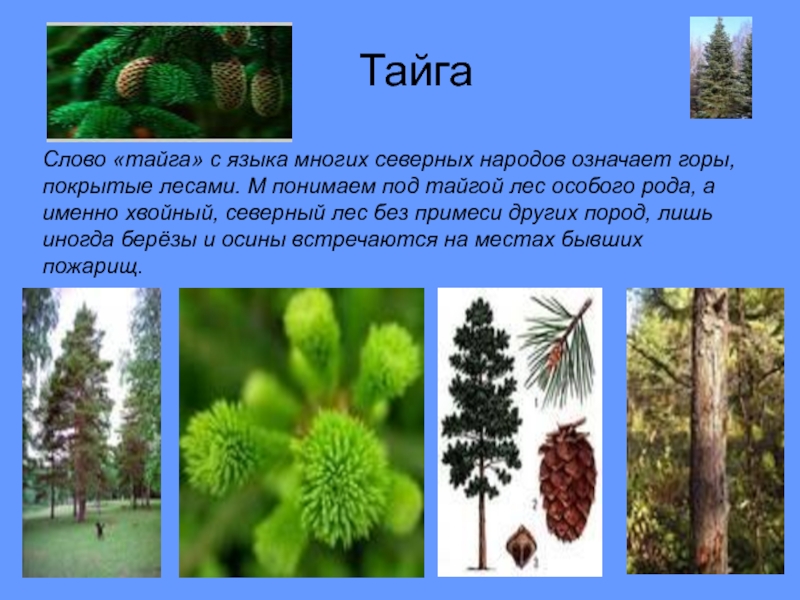 Растения тайги 5 класс биология впр. Растения тайги. Тайга презентация. Растительный и животный мир тайги. Деревья тайги.
