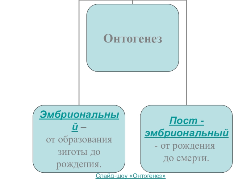 Индивид биологический организм