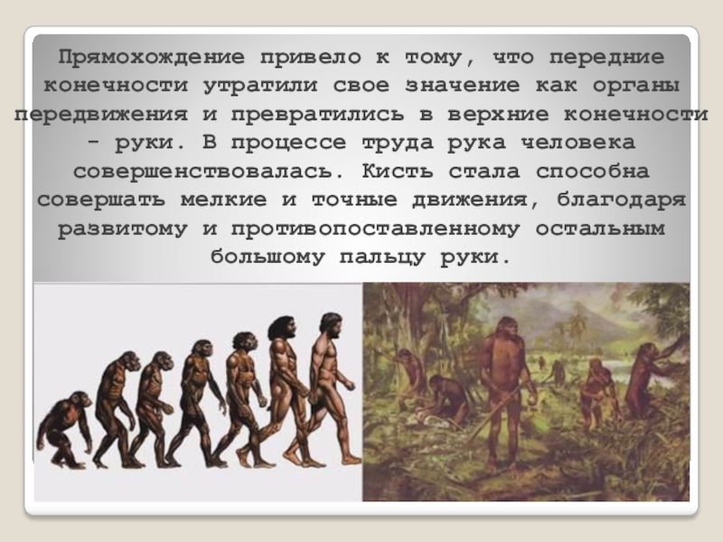 Прямохождение у предков человека. Прямохождение человека. Прямохождение человека привело. Прямохождение у предков человека привело к. Возникновение прямохождения у человека.