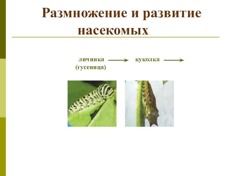 Презентация размножение и развитие животных 3 класс. Размножение и развитие насекомых 3 класс окружающий мир. Размножение и развитие насекомых гусеницы. Размножение насекомых 3 класс. Размножение развитие насекомых животных.