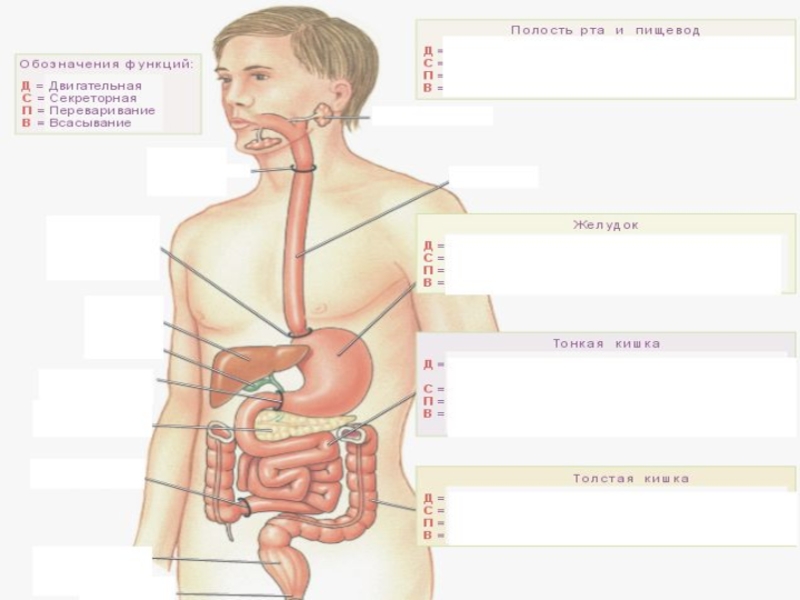 Классификация органов анатомия. Анатомия человека органы. Классификация органов пищеварительной системы. Пищеварительный тракт человека. Мужская анатомия органы пищеварения.