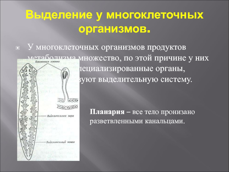 Почему организмы в многоклеточном организме работают согласованно. Органы выделительной системы многоклеточных животных. Выделение у многоклеточных организмов. Органы выделения у многоклеточных. Выделение у многоклеточных животных.