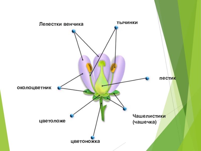 Тычинка сколько. Чашелистики пестик тычинки венчик. Цветок цветоложе околоцветник генеративные органы венчик тычинки. Цветоножка цветоложе околоцветник. Цветоножка чашечка чашелистики.