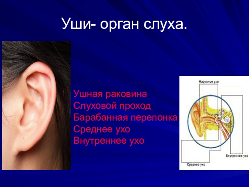 Урок орган слуха. Органы слуха 3 класс. Уши орган слуха. Ухо как орган слуха.