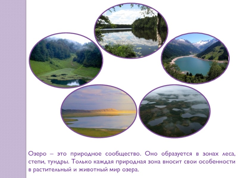 Природное сообщество образуют. Природное сообщество озеро. Природное сообщество озера презентация. Рассказ о природном сообществе озеро. Озеро как природное сообщество.