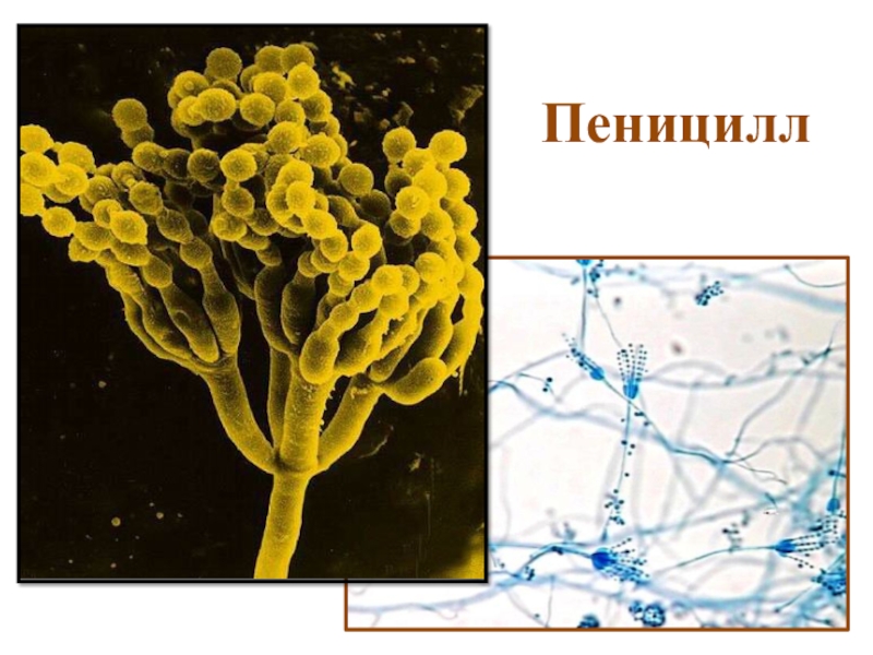 Гриб пеницилл рисунок