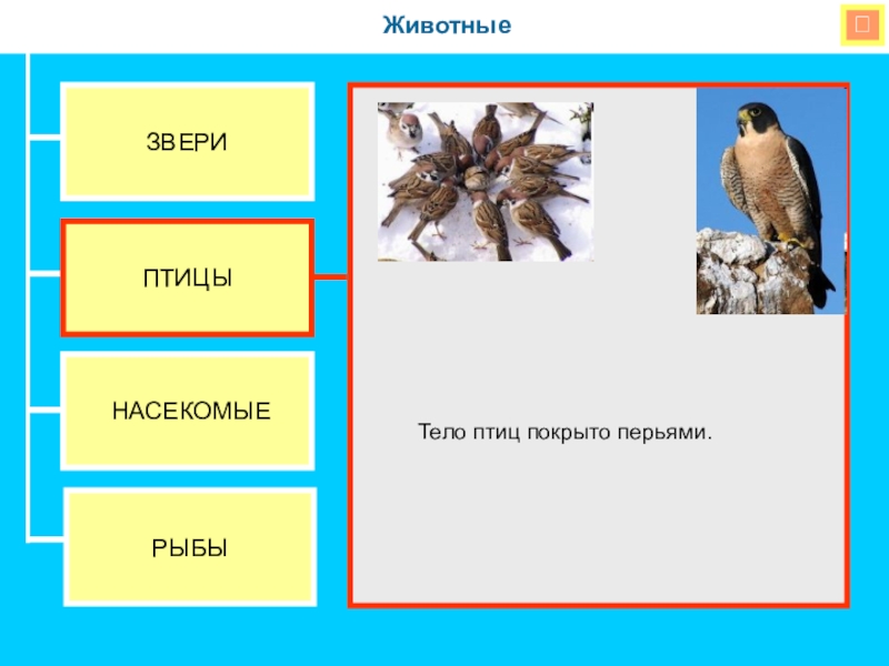 4 группы животных. Тело птиц покрыто. Группа животных птицы. У всех птиц тело покрыто перьями и. Тело покрыто перьями.