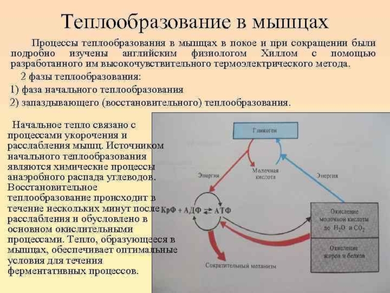 Химические процессы образования. Теплообразование при мышечном сокращении физиология. Теплообразование при сокращении мышц. Тепловые процессы в мышцах. Химические и тепловые процессы в мышце при сокращении физиология.