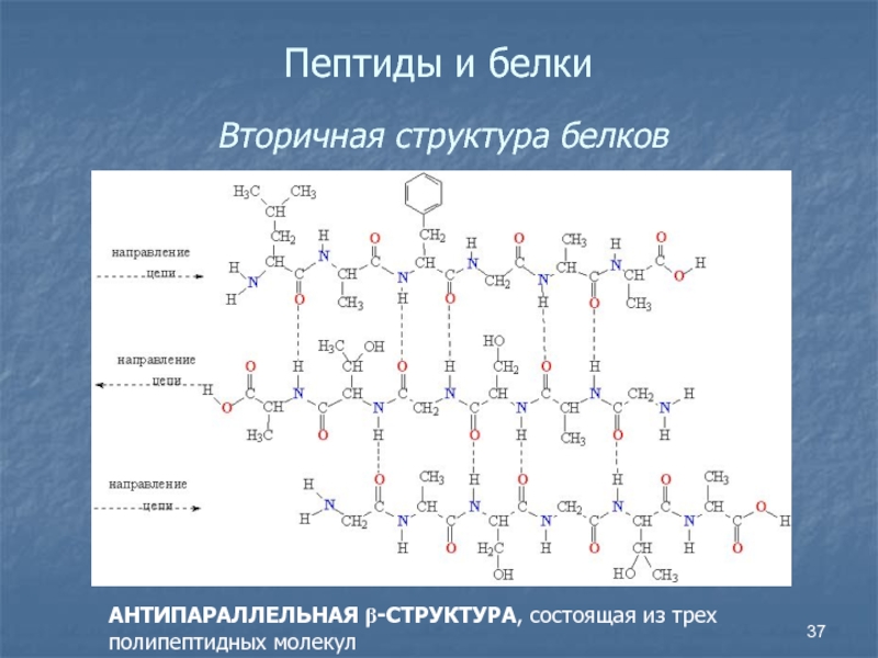 Презентация по теме аминокислоты белки 10 класс