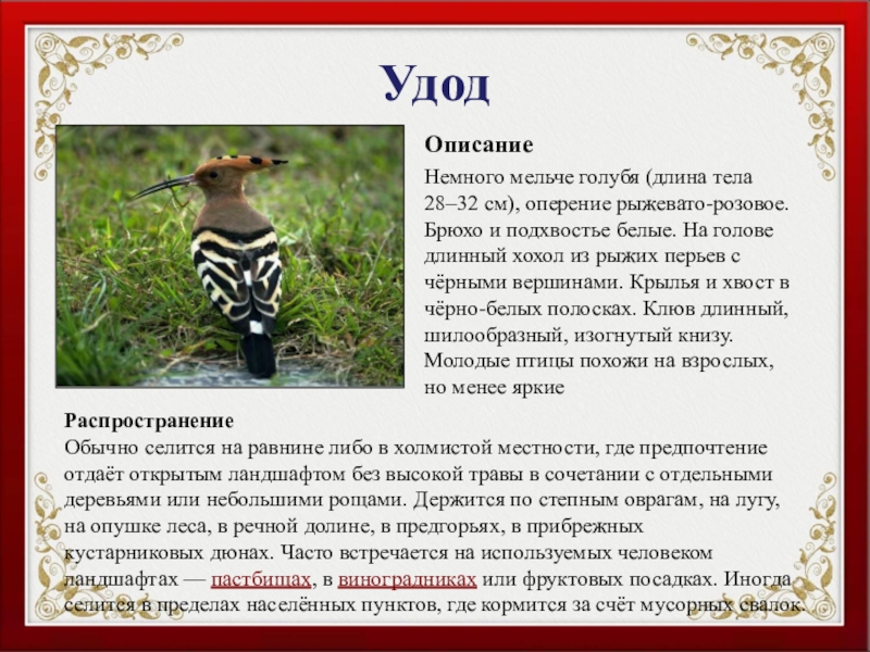 УдодОписаниеНемного мельче голубя (длина тела 28–32 см), оперение рыжевато-розовое. Брюхо и подхвостье белые. На голове длинный хохол