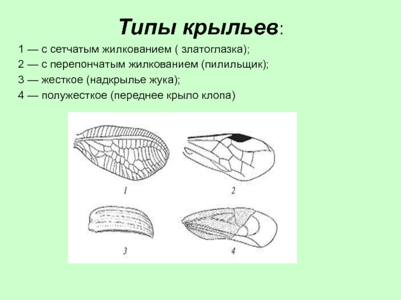 Типы крыльев: 1 — с сетчатым жилкованием ( златоглазка);2 — с перепончатым жилкованием (пилильщик); 3 — жесткое (надкрылье жука);