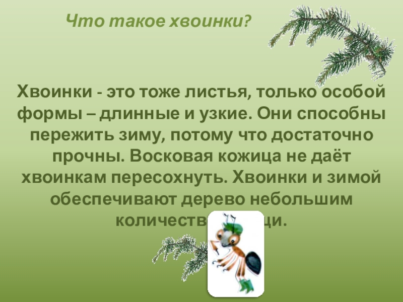 Что такое хвоинки презентация 1 класс. Что такое хвоинки. Листья и хвоинки. Тест что такое хвоинки. Что такое хвоинки рабочий лист.