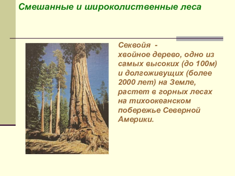 Секвойя природная зона северной америки. Секвойя природная зона. Лес секвой. Самое высокое дерево на земле в Северной Америке.