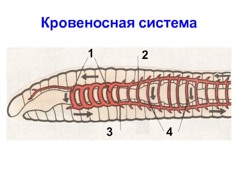 Кольцевые сосуды дождевого червя. Система кровообращения кольчатых червей. Кровеносная система кольчатых червей. Кровеносная система дождевых червей. Схема кровообращения кольчатых червей.