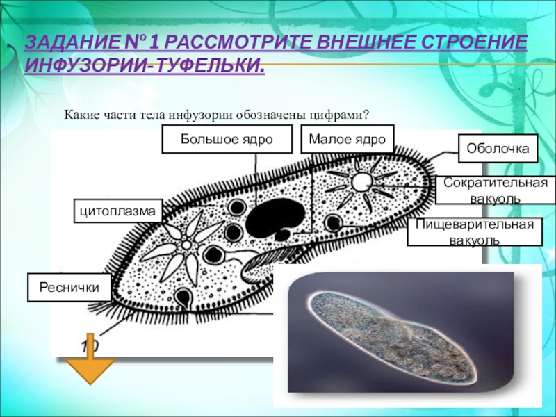 Что на рисунке инфузории туфельки обозначено цифрой 3