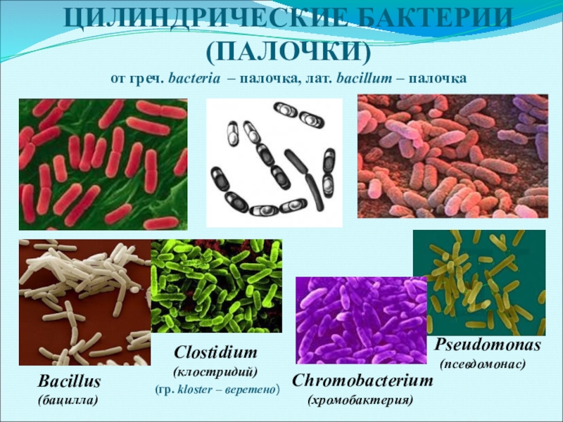 Представители группы бактерии. Палочковидными (бациллы, клостридии). Бактерии в форме палочки. Микроорганизмы кокки палочки. Палочковидные формы бактерий микробиология.