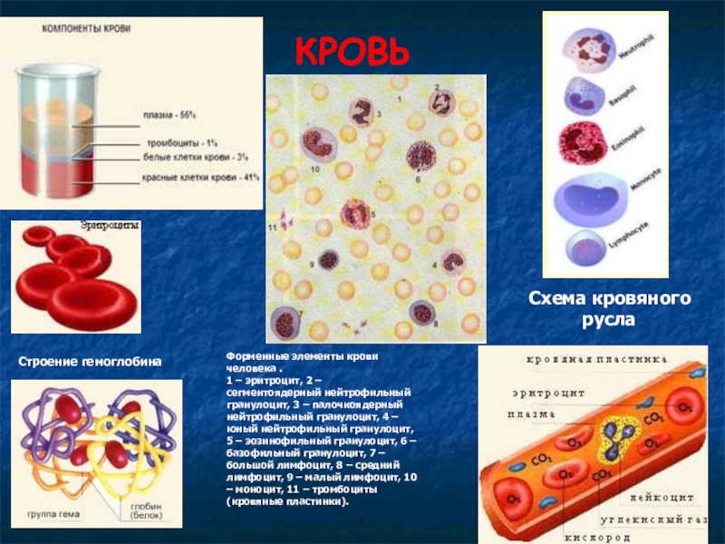 Группа крови клетки. Клетки крови для гематологического атласа,. Элементы крови человека. Клетки крови таблица. Строение клетки крови.