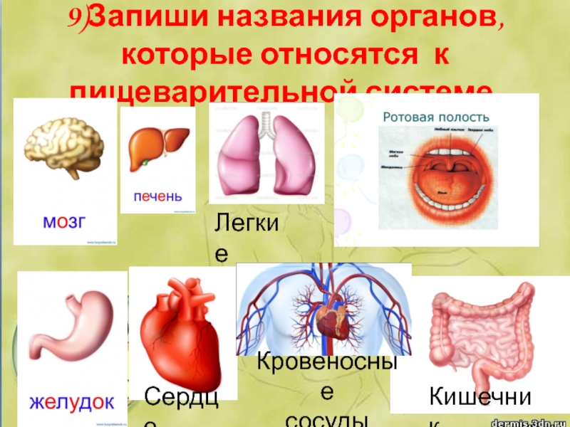 9)Запиши названия органов, которые относятся к пищеварительной системе.КишечникЛегкиеСердцеКровеносные сосуды