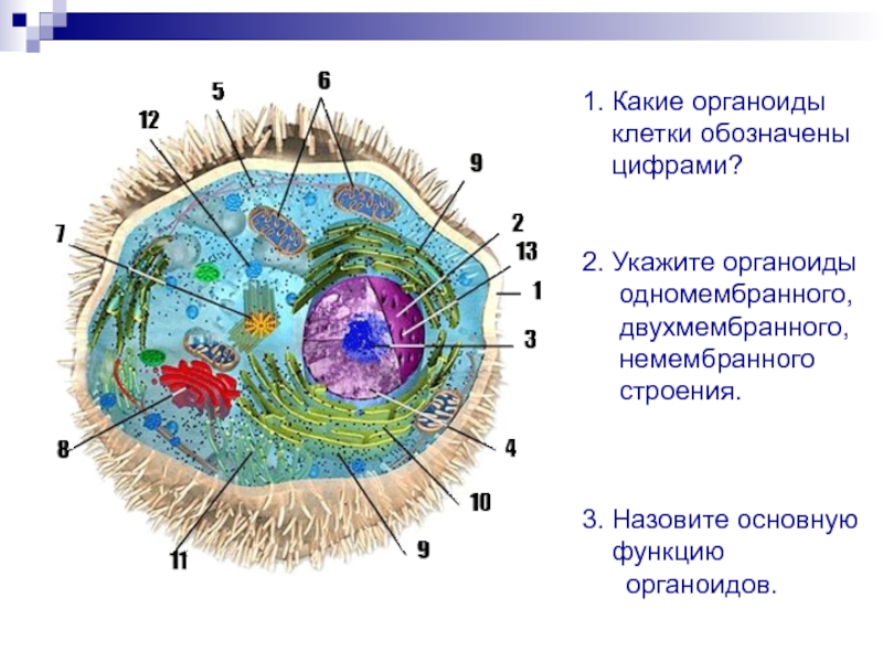 Какие клетки обозначены цифрами. Назовите органоиды клетки обозначенные цифрами. Термином «Ключевая» клетка обозначается:. Какой цифрой обозначена клеточная глотка?. Эрокриот клетки обозначения.