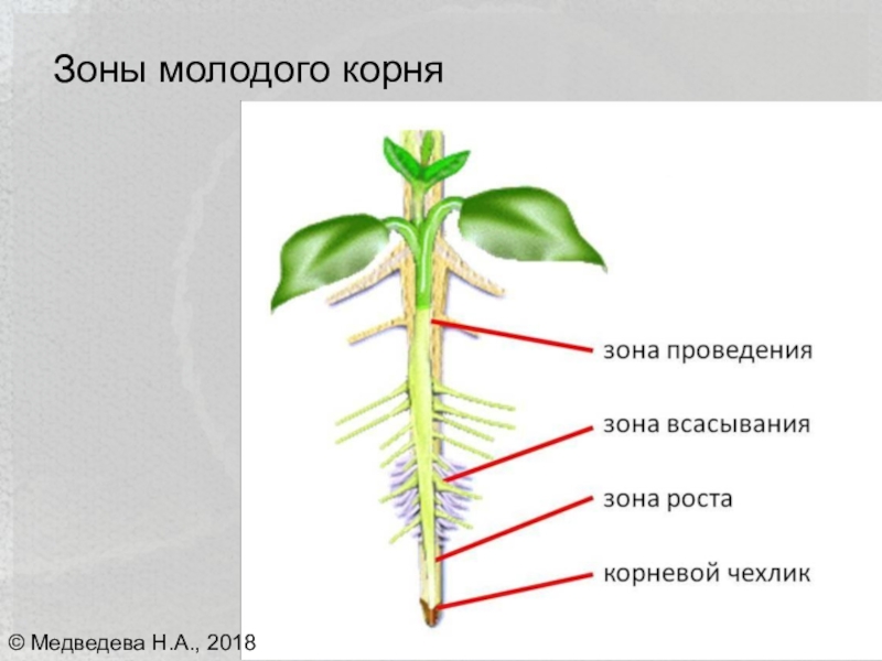 Располагать корень. Строение корня зоны. Строение верхушки корня растения. Корневой чехлик зоны. Зона всасывания корня растений.