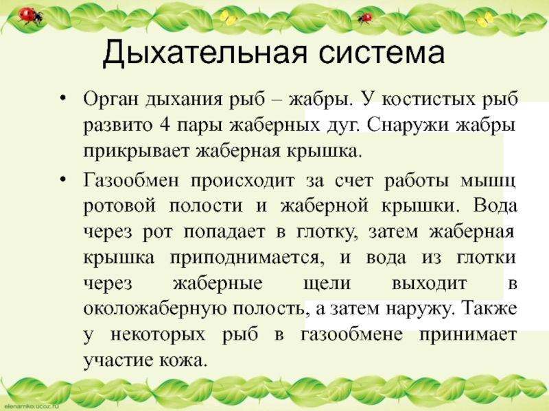 Дыхательная системаОрган дыхания рыб – жабры. У костистых рыб развито 4 пары жаберных дуг. Снаружи жабры прикрывает