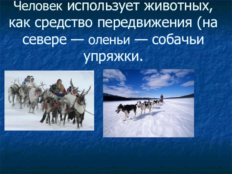 Использование животных человеком. Как человек использует животных. Как человек использует домашних животных. Животные как средство передвижения. Средство передвижения на севере.