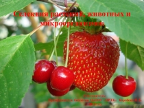 Презентация по биологии на тему Селекция растений, животных и микроорганизмов