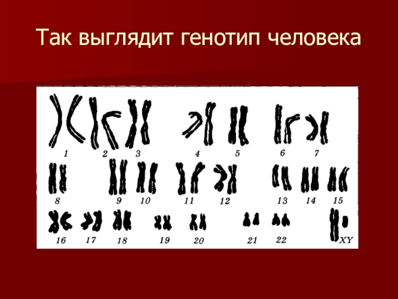 Что такое генотип. Генотип человека. Нормальный генотип человека. Генотип как выглядит. Генотип человека картинка.