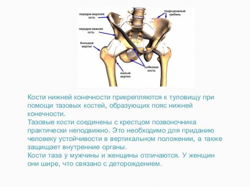 Кости конечностей образованы костями