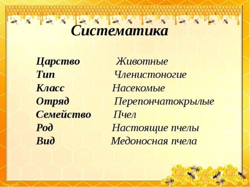 Царство вид. Пчела царство Тип класс отряд вид. Насекомые царство Тип класс отряд семейство род вид. Вид ОТР,Д класс Тип царство. Систематика пчелы.