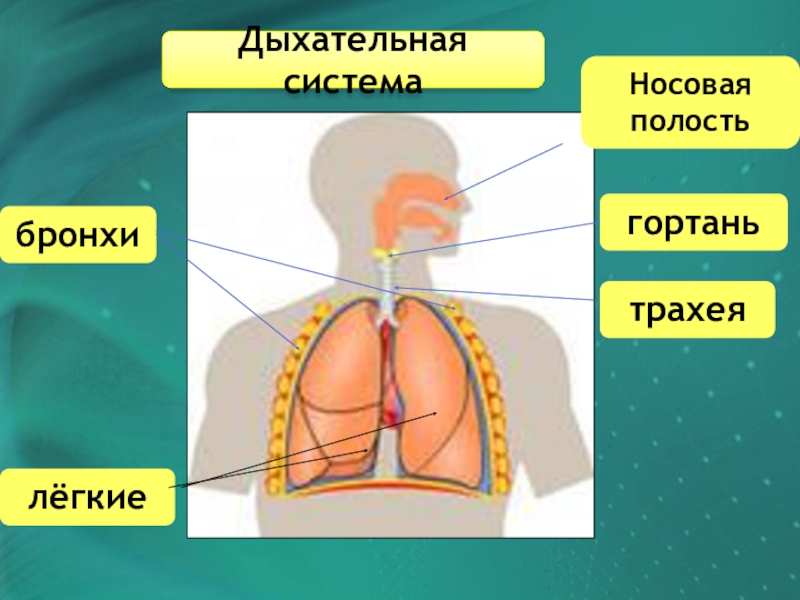 Носовая полость трахея бронхи составляют