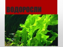 Презентация по биологии Водоросли