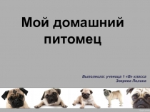 Презентация по проектной деятельности на тему Мой домашний питомец