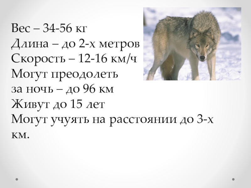 Работа волк. Скорость передвижения волка. Волк враг или друг. Исследовательская работа по волку. Сколько лет живут волки.