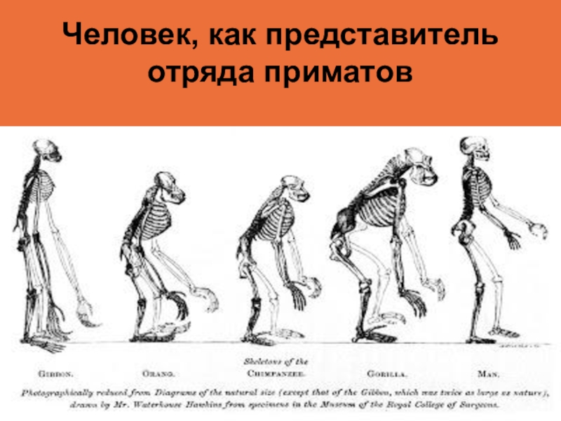 Относится ли человек к отряду приматов