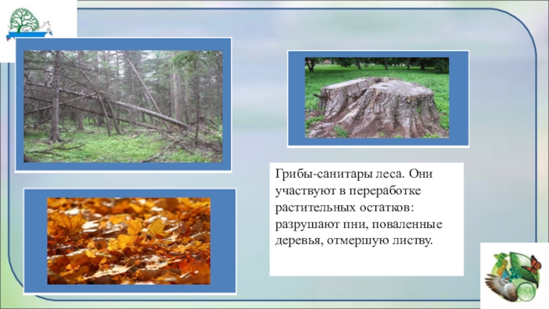 Почему волки санитары леса. Грибы санитары леса. Санитары природы. Беседа «санитары леса».. Роль санитаров в природе.