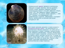 Презентация по биологии на тему Периодизация и продолжительность жизни животных