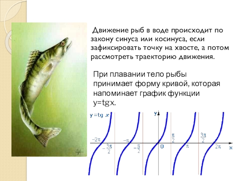 Передвижение рыб в воде. Движение рыб по закону синуса. Движения рыб по закону синуса и косинуса. Движение рыб происходит по закону синуса. Движение рыб в воде происходит по закону синуса или косинуса.