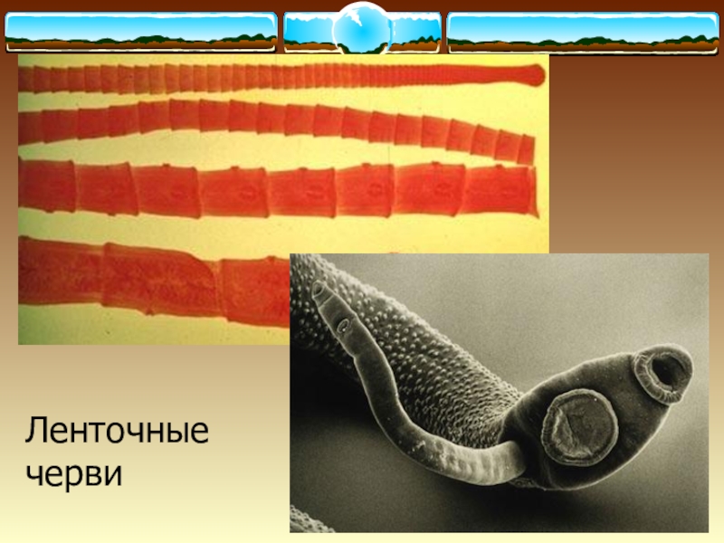 Жизнь ленточного червя. Ленточные черви 7 класс биология. Ленточные черви многообразие. Многообразие ленточных червей. Представители класса ленточные черви строение.