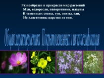 Презентация  Покрытосеменные растения