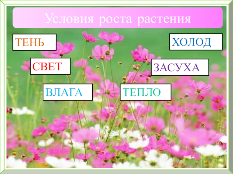 Условие растений. Вика условия роста.