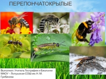 Презентация по биологии на тему Перепончатокрылые(7 класс)