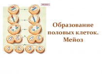 Презентация по общей биологии Мейоз.