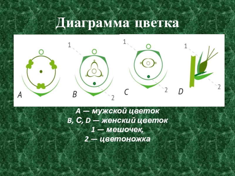 Диаграмма пшеницы. Семейство злаковые диаграмма цветка. Диаграммы цветков злаков. Диаграмма цветка осоковых. Семейство злаки диаграмма цветка.