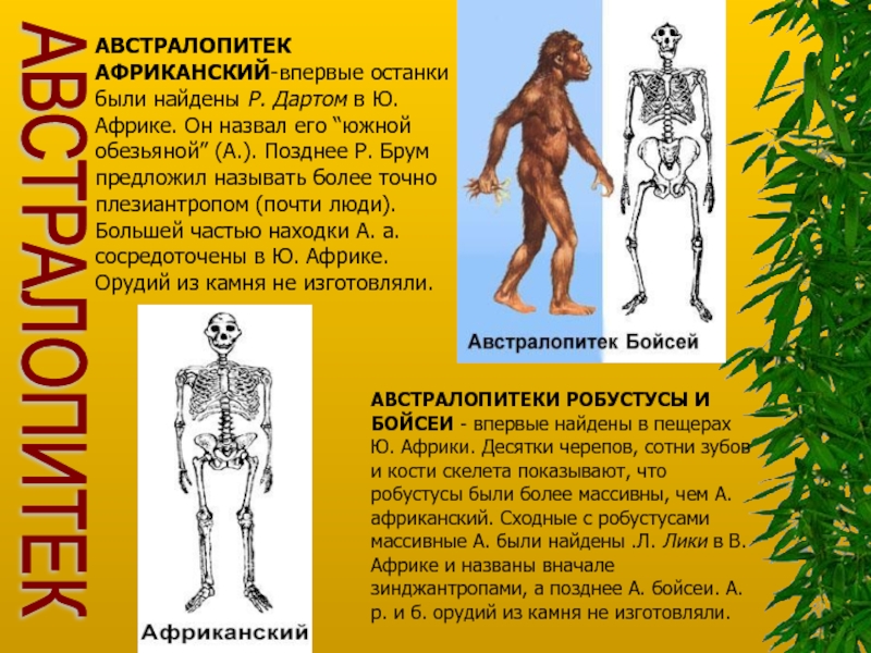 Образ жизни австралопитеков таблица