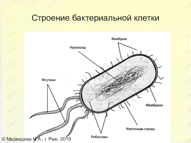 Бактерия рисунок по биологии