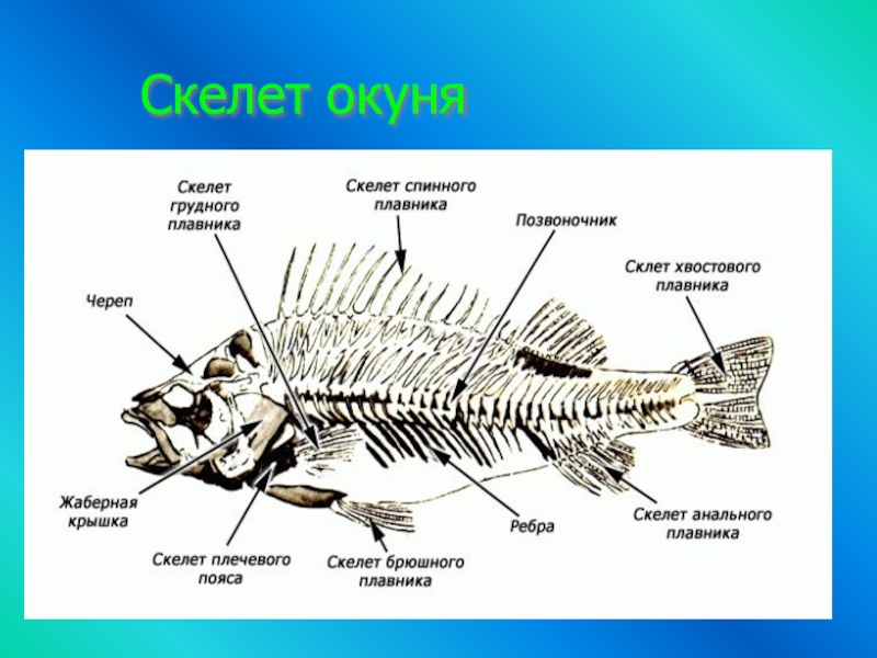 Скелет леща картинка