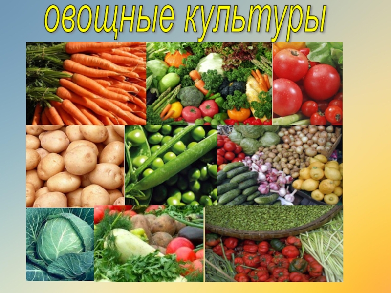 Овощные культуры презентация